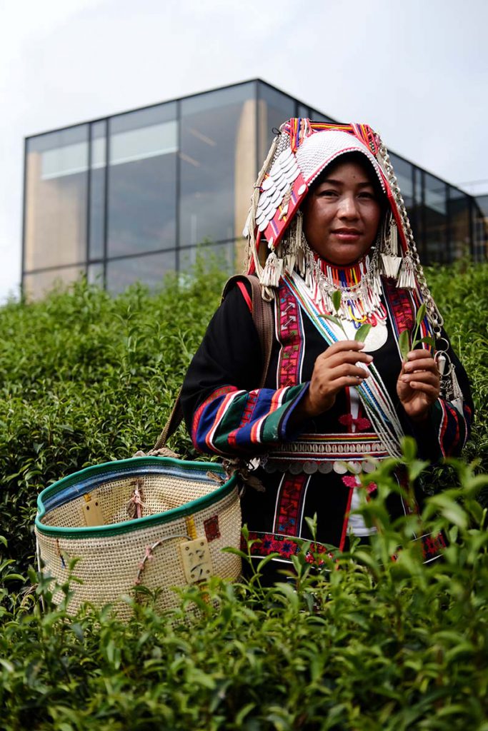 Wisata kebun teh Chiang Rai