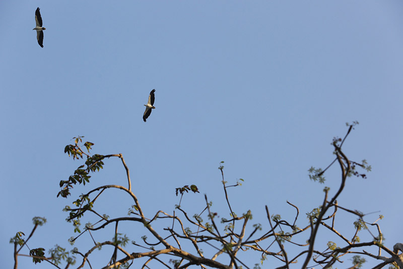 Elang di pulau bidadari