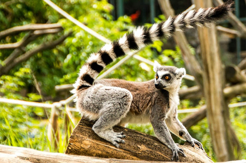 Lemur Royal Safari Garden
