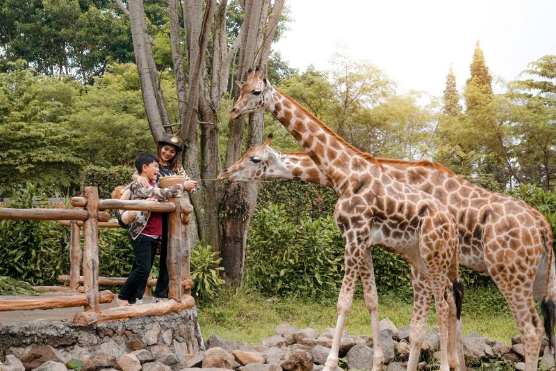 Royal Safari Garden