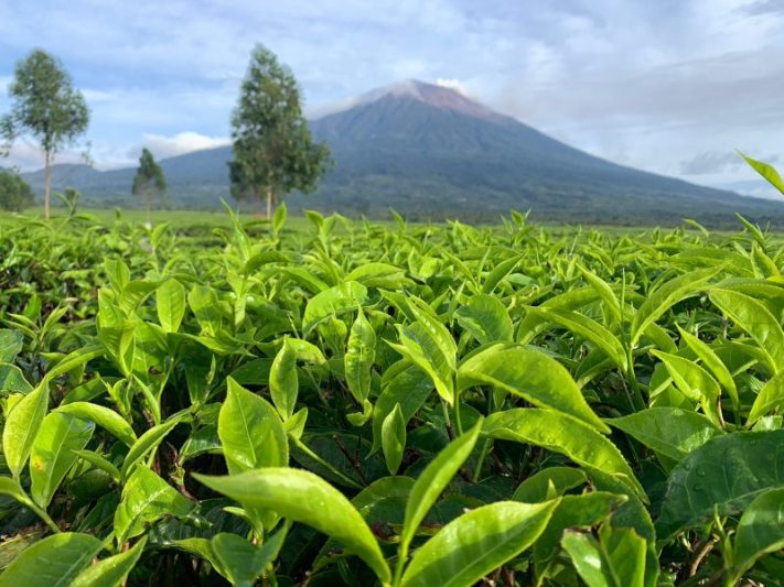 kebun teh gunung kerinci jambi
