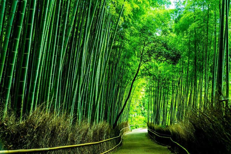 arashiyama-bamboo-forest-sagano-kyoto
