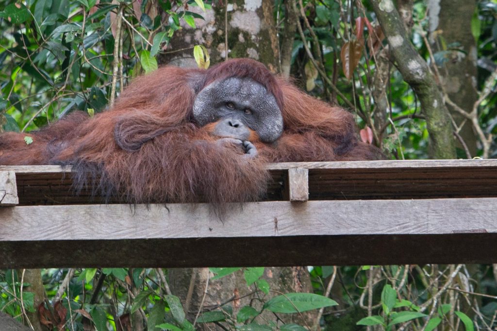 orang utan pulau kaja sei gohong palangka raya