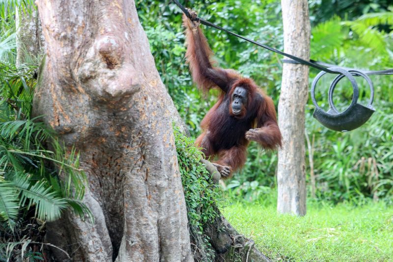 orang utan pulau kaja sei gohong palangka raya 2