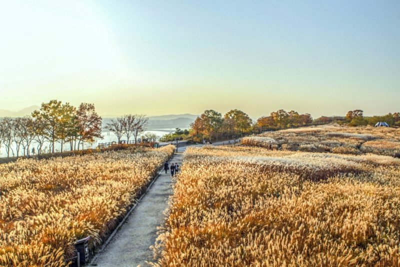 Haneul Park