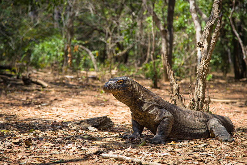 hewan komodo labuan bajo