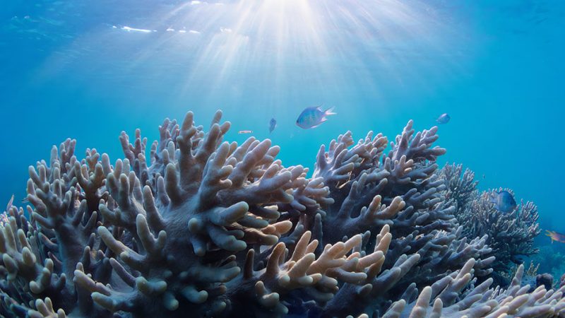 diving terumbu karang koral