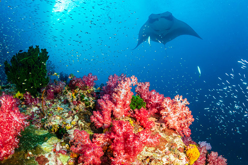 manta ray diving selam labuan bajo komodo