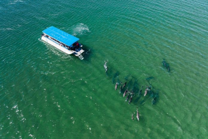 bertemu lumba lumba di South West Australia