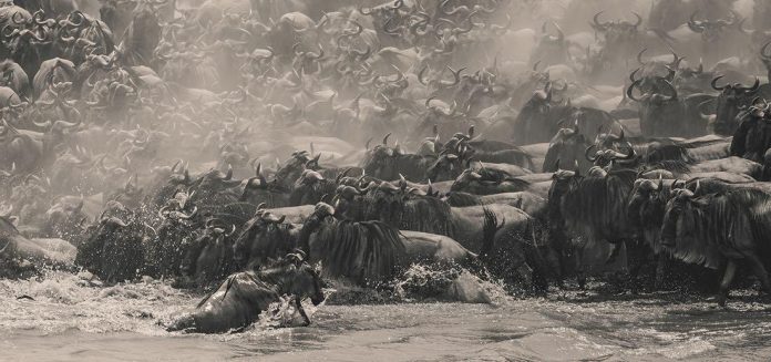 Epson International Pano Awards 2026