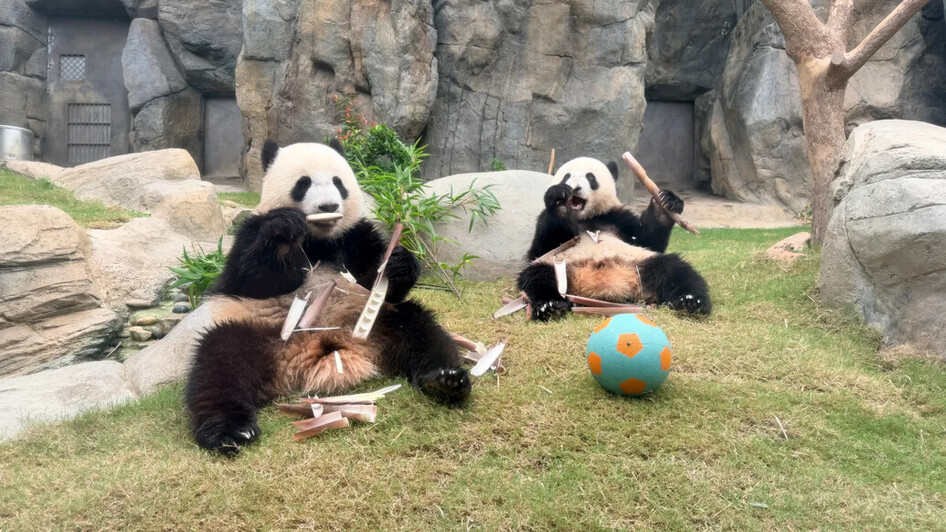OPHK_Panda Twins _Credit Ocean Park Hong Kong_
