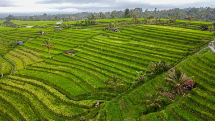 Sawah subak desa wisata jatiluwih bali